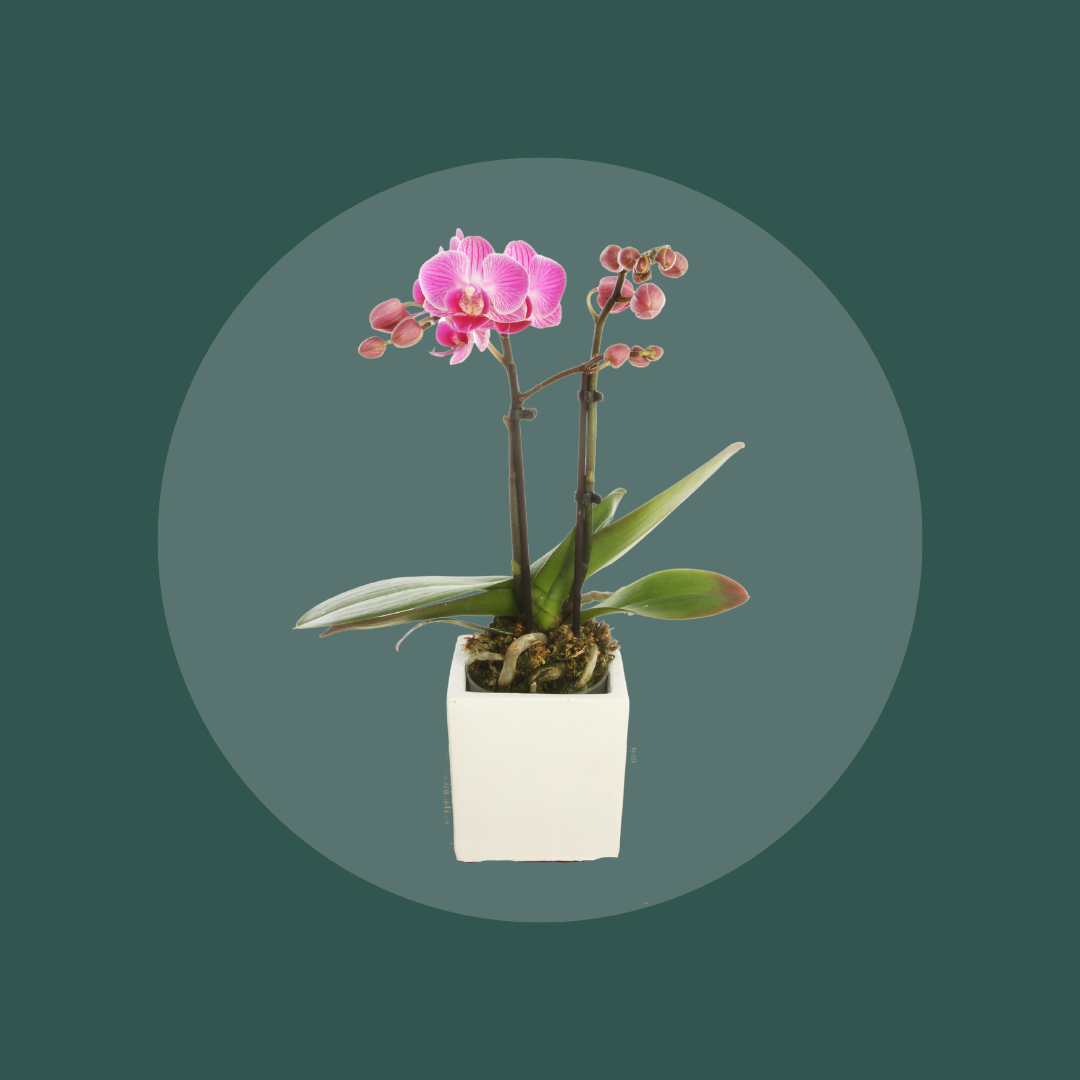 PLNTD Repot-Orchid