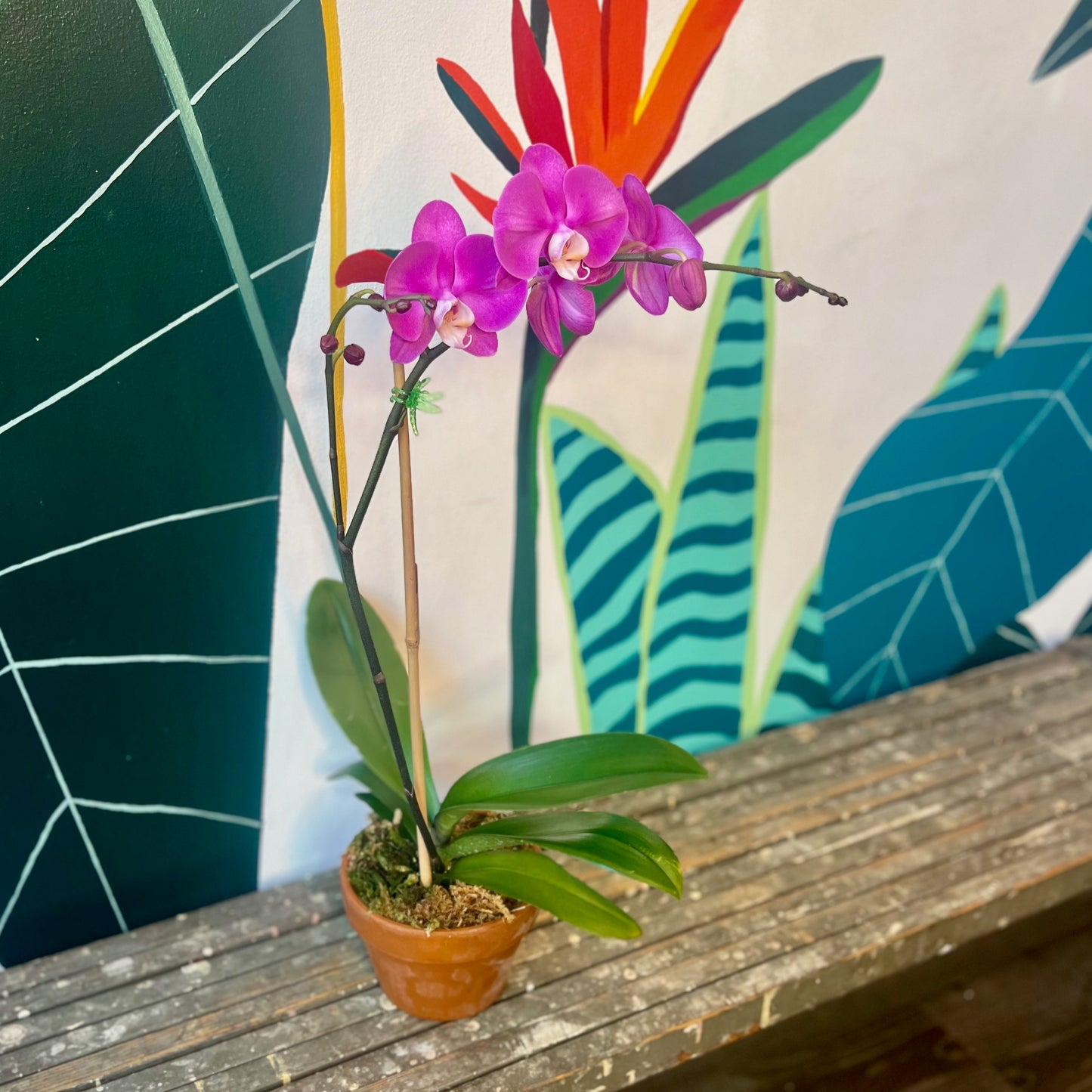 Phalenopsis Orchid Clay