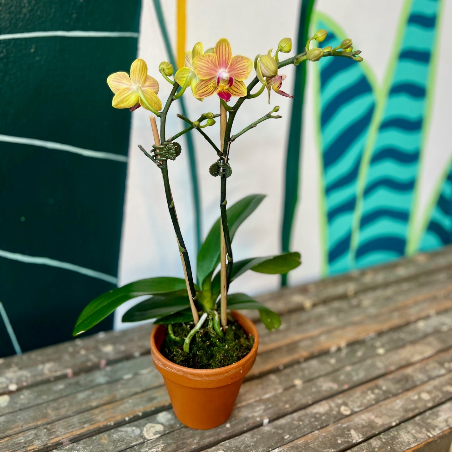Phalenopsis Orchid Clay